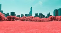 NYC Central Park Infrared 4K332882999 200x110 - NYC Central Park Infrared 4K - Park, NYC, Infrared, Champagne, Central